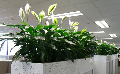 La luz es importante en plantas para la oficina